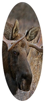 Gone Hunting (Moose)